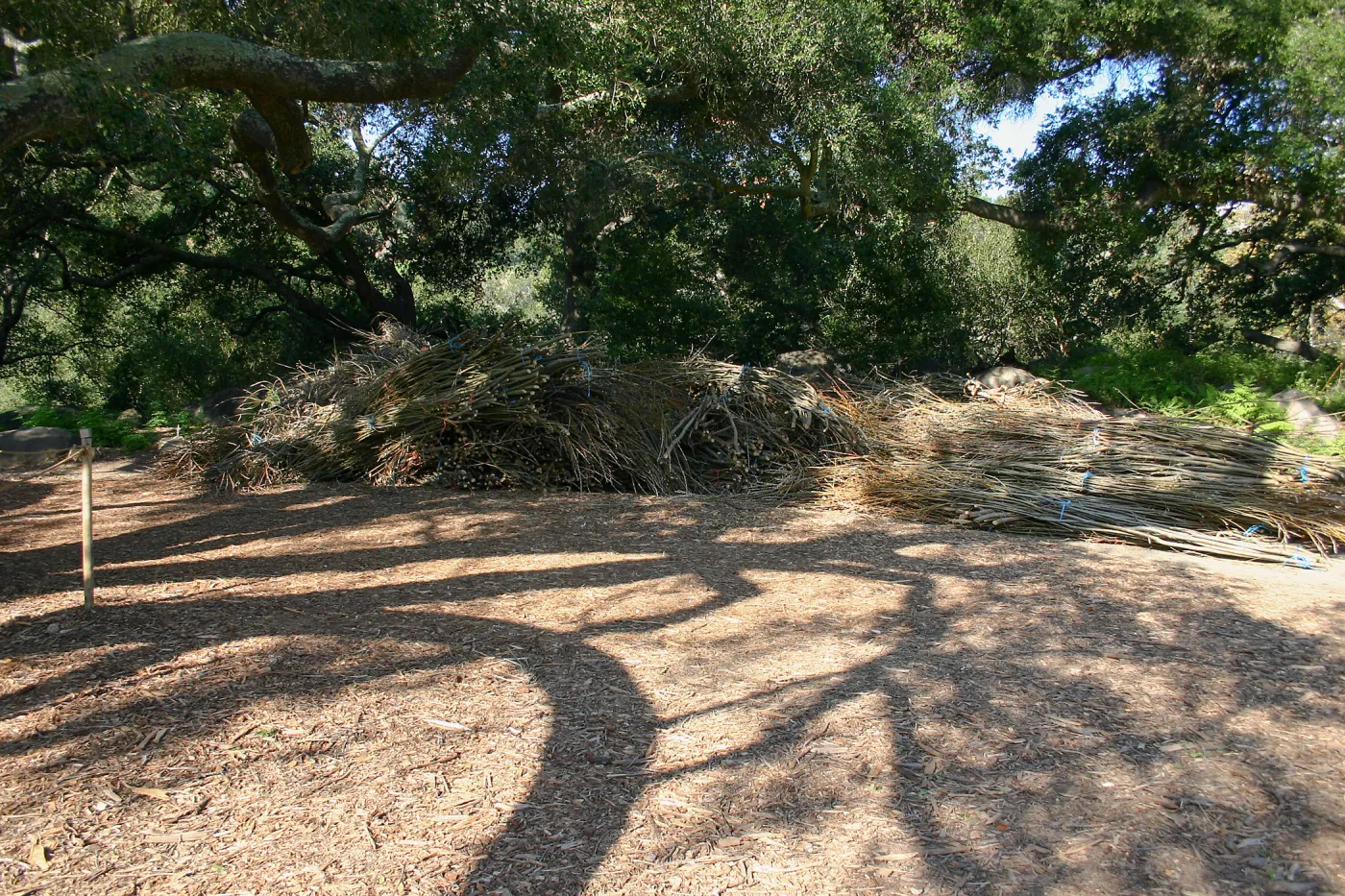 Toad Hall Construction, saplings stored at Meadow Oaks