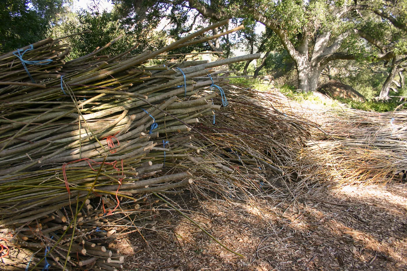 Toad Hall Construction, saplings stored at Meadow Oaks
