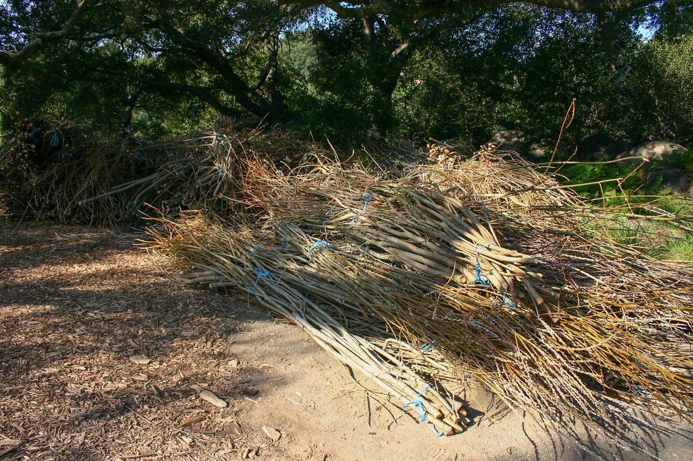 Toad Hall Construction, saplings stored at Meadow Oaks