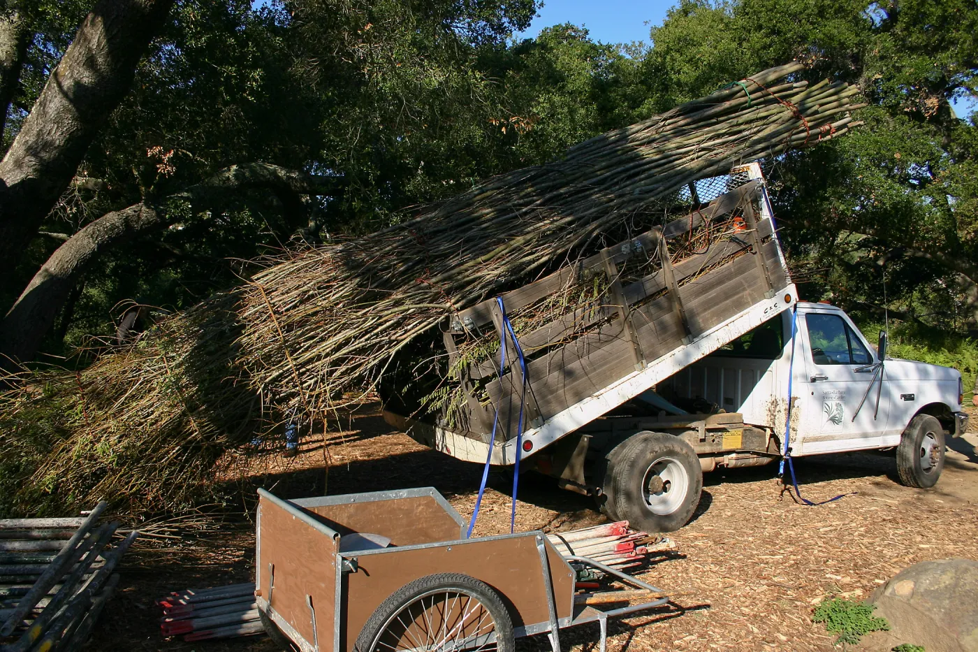 Toad Hall Construction, delivering saplings