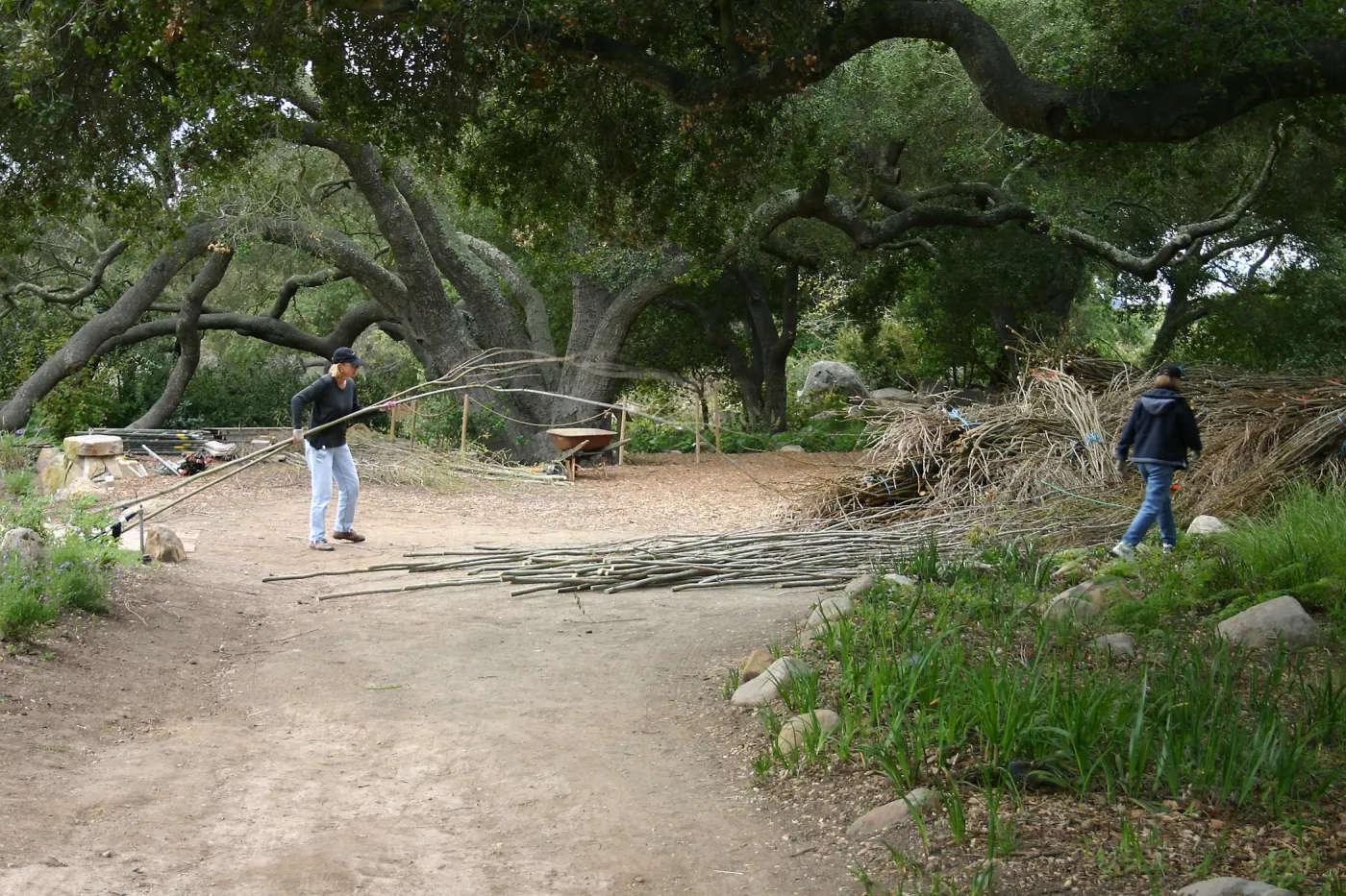 Toad Hall Construction, volunteers and saplings