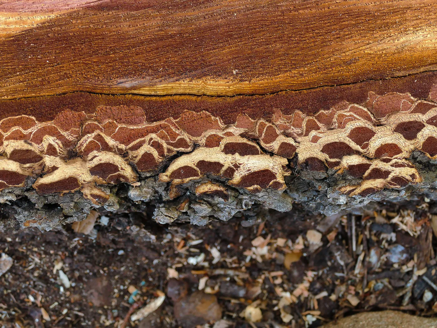 Bigcone Douglas-fir bark cross section
