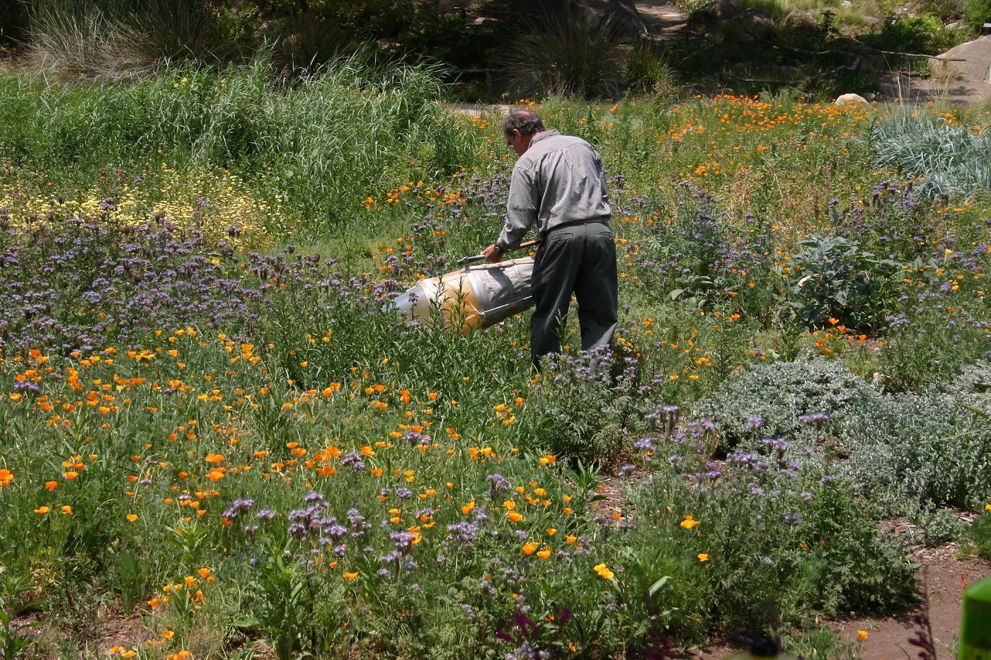 BioBlitz, insect collecting, Meadow