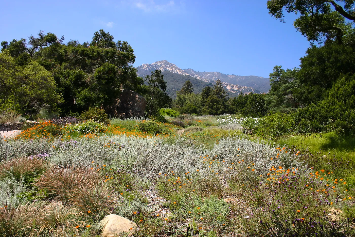 Groundcover Section and Meadow