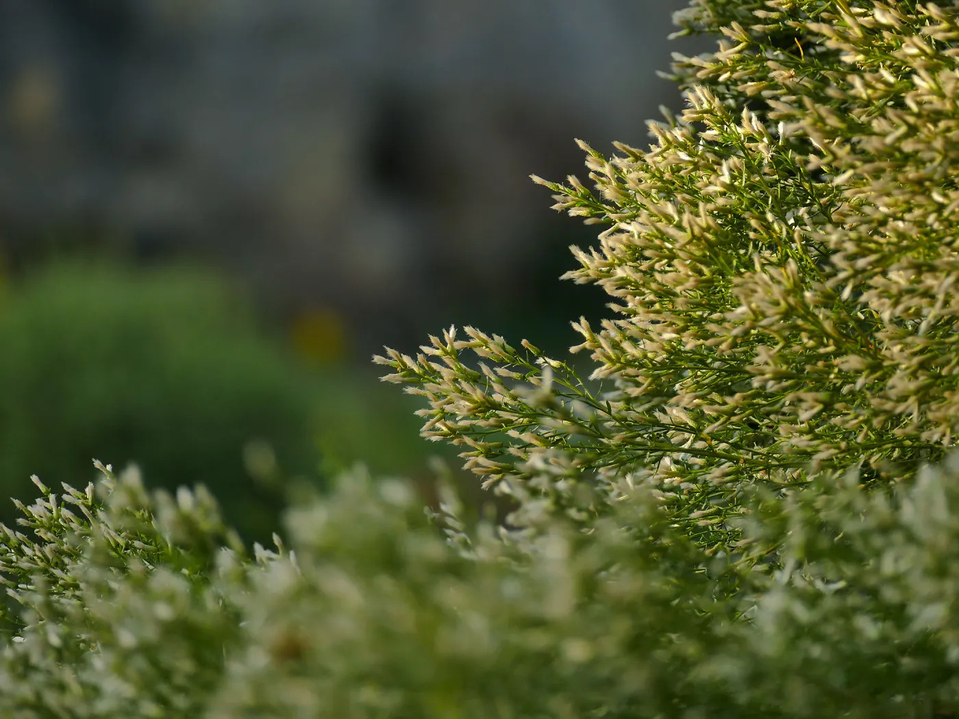 Baccharis sarothroides â€˜Centennial' at sunset in the Ground Cover Section