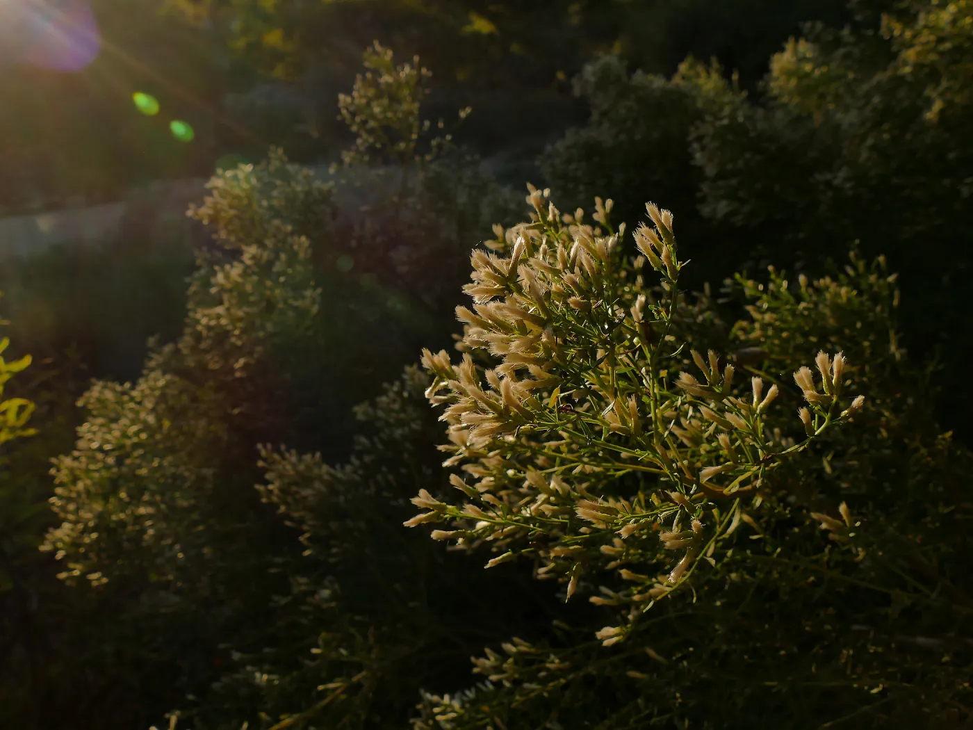 Baccharis sarothroides â€˜Centennial' at sunset in the Ground Cover Section
