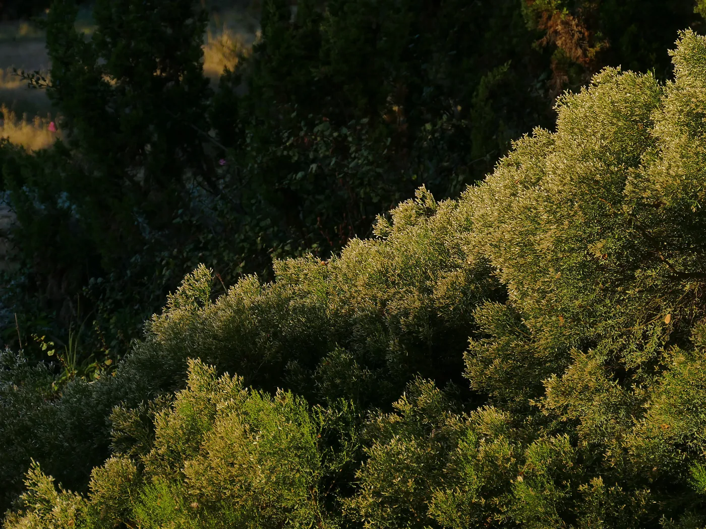 Baccharis sarothroides â€˜Centennial' at sunset in the Ground Cover Section