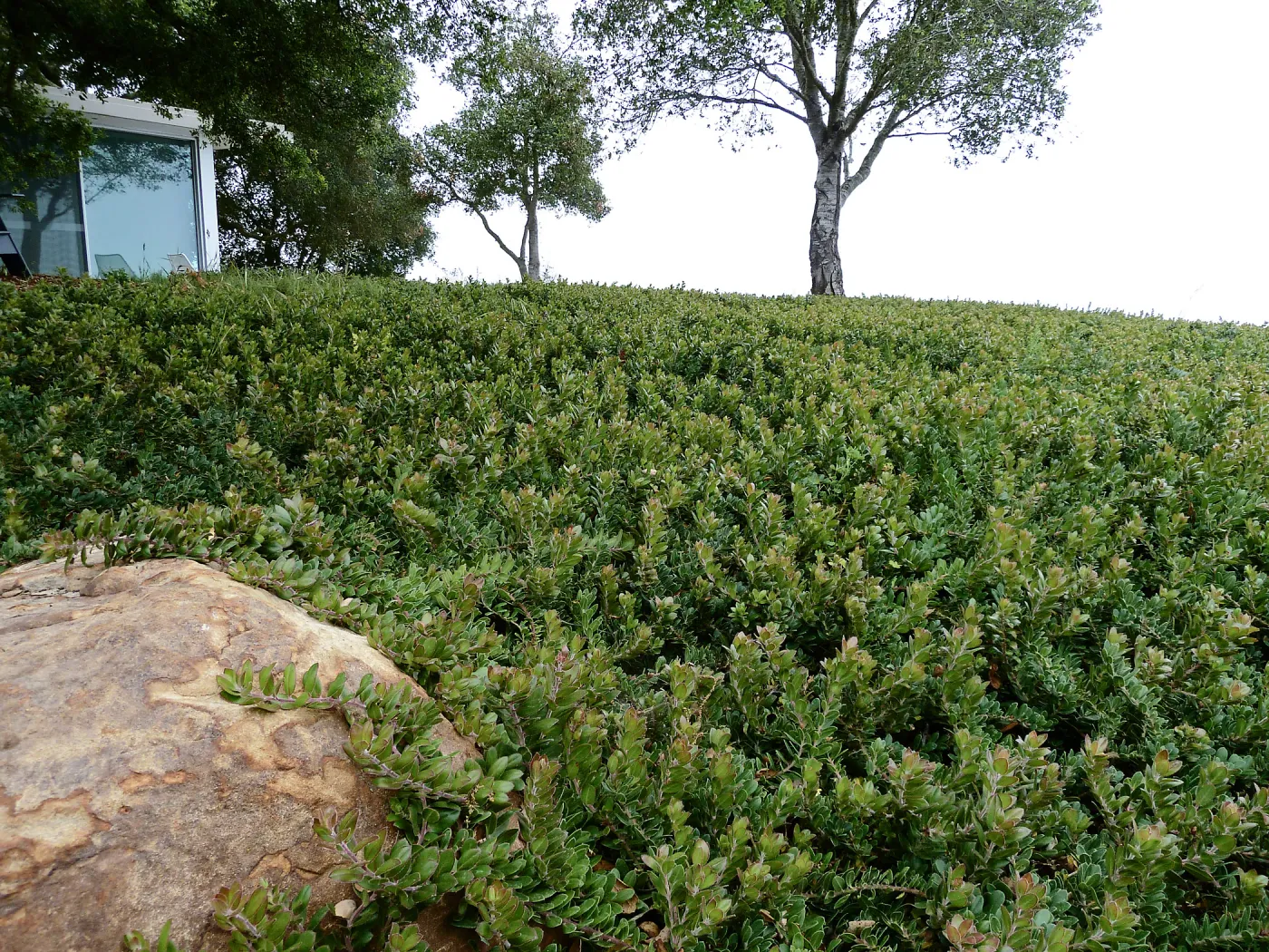 Carmel Sur Manzanita