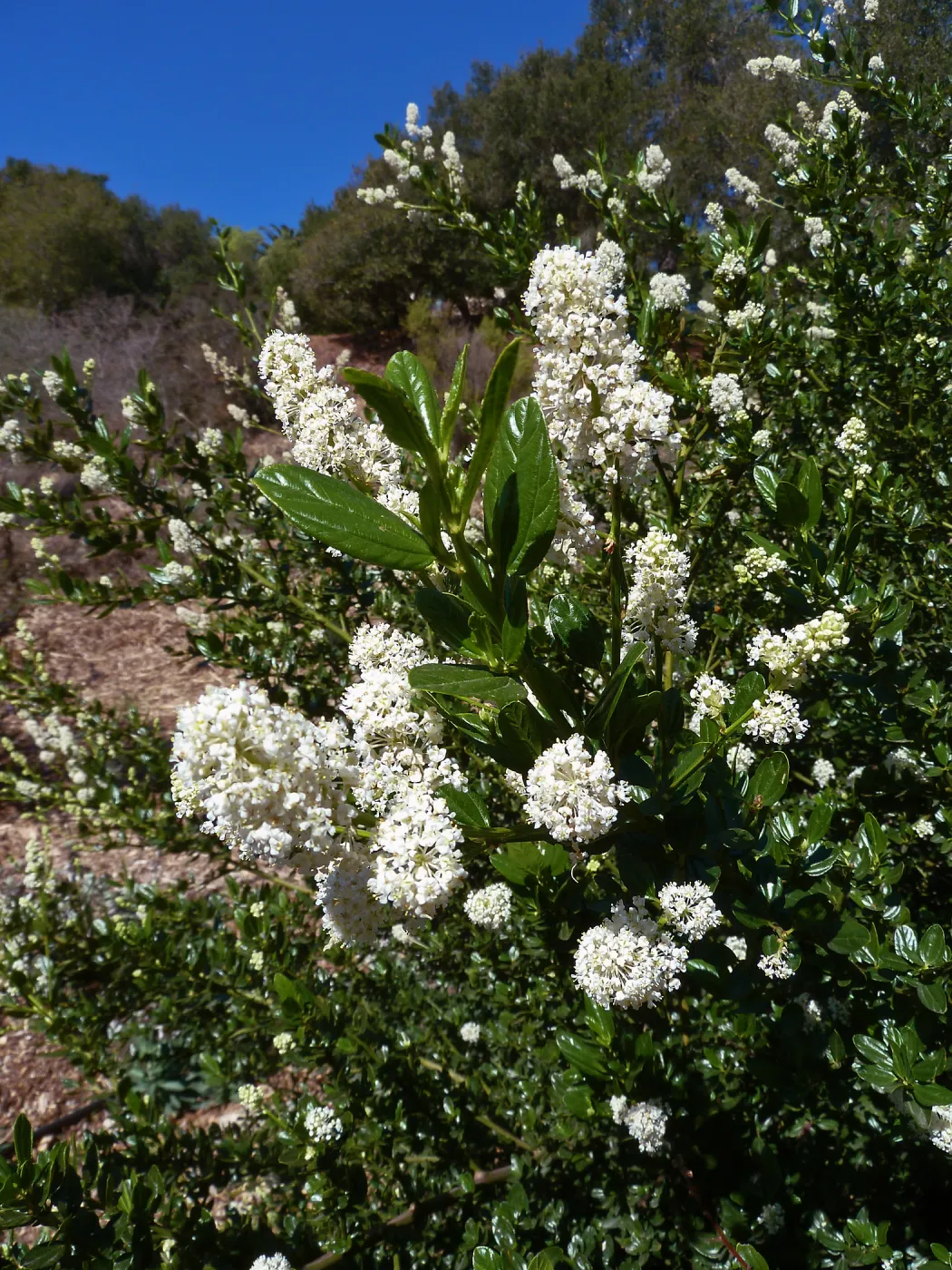 Snow Flurry Ceanothus