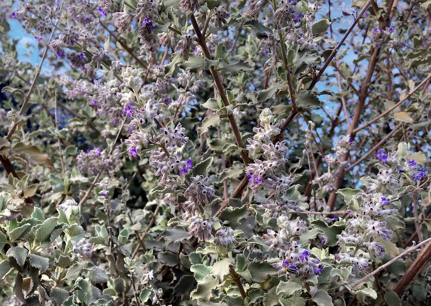 Hyptis emoryi (Desert Lavender, Condea emoryi)