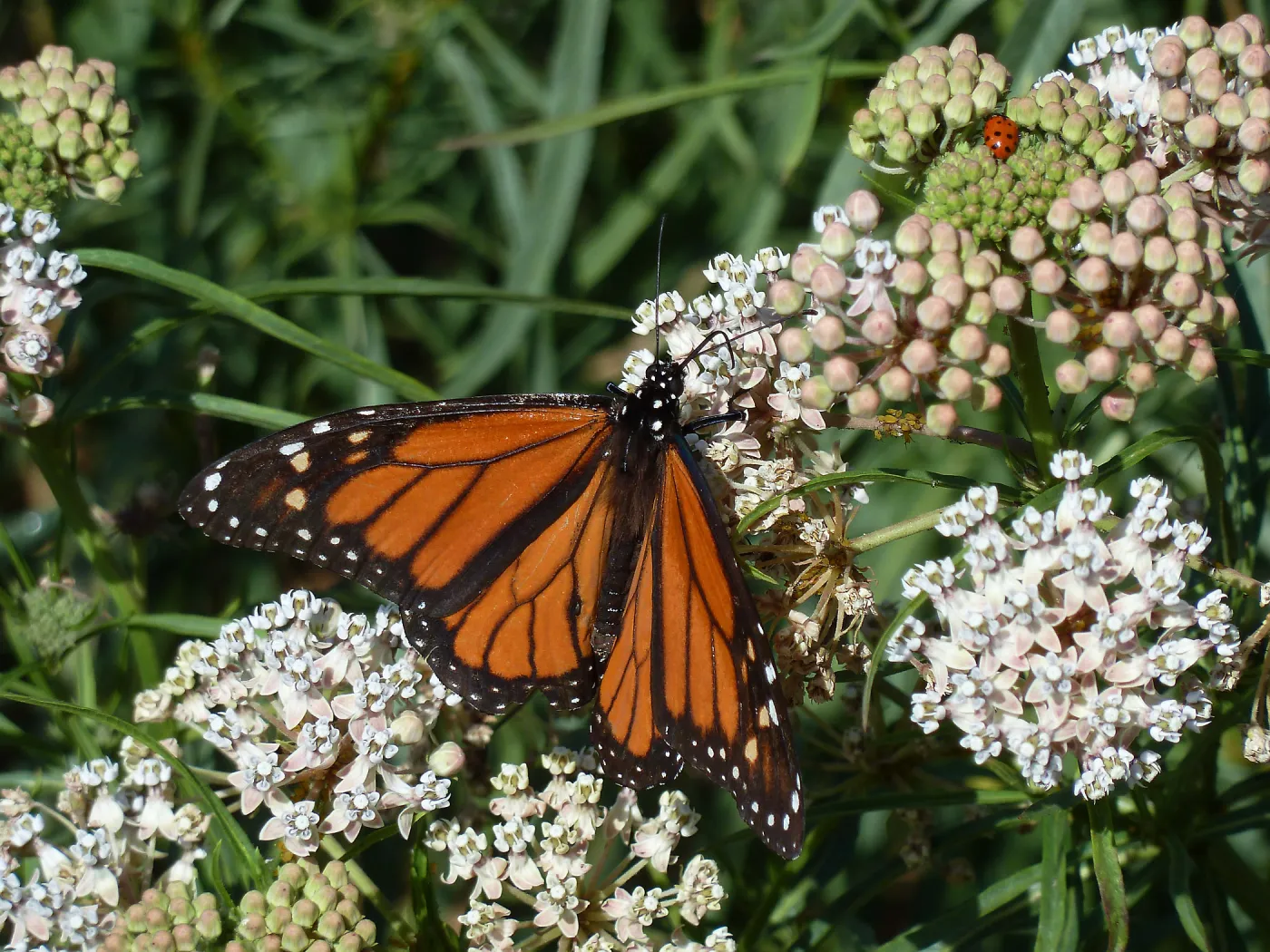 Narrow-leaved Milkweed, butterfly