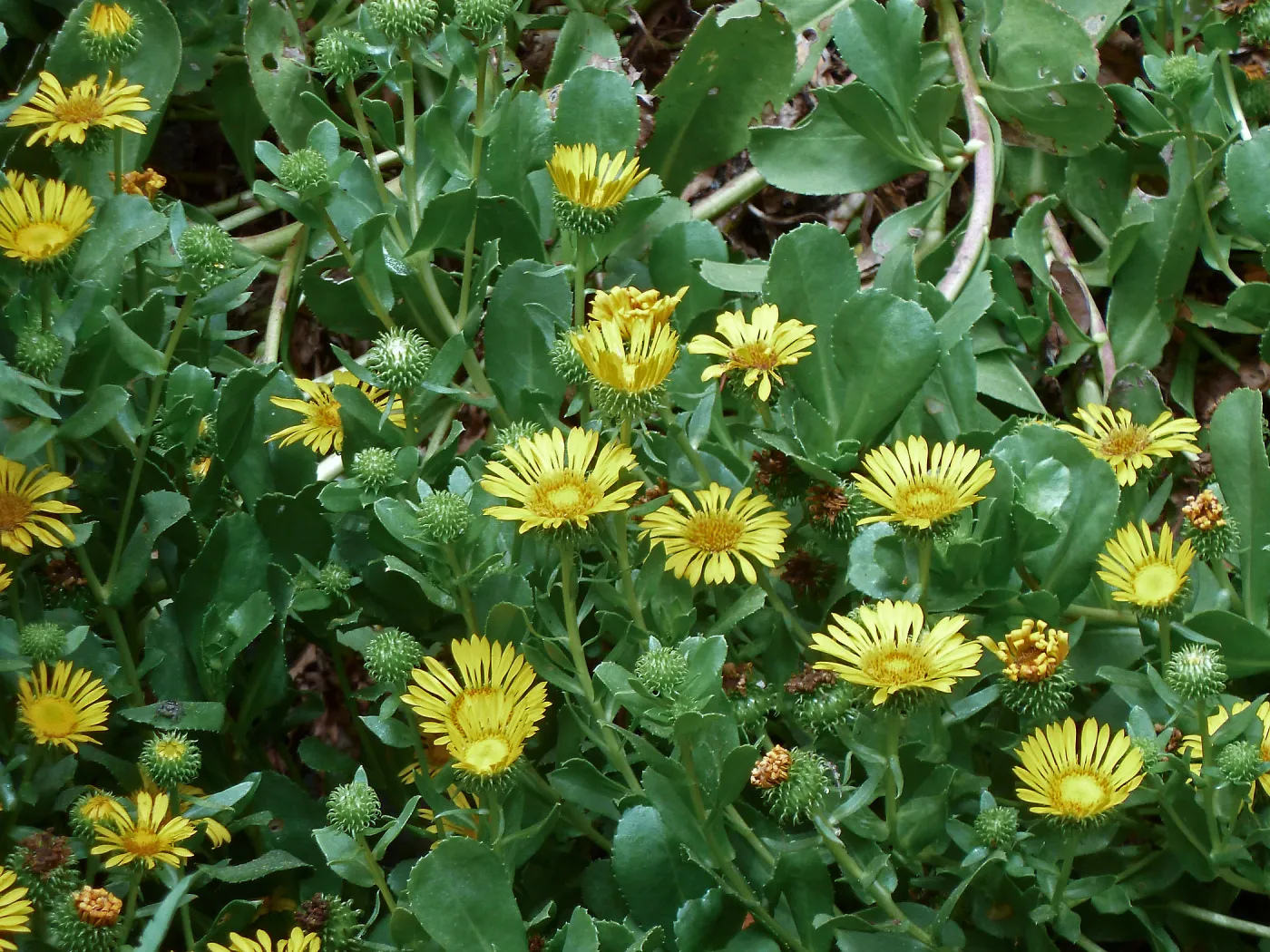 Gumweed