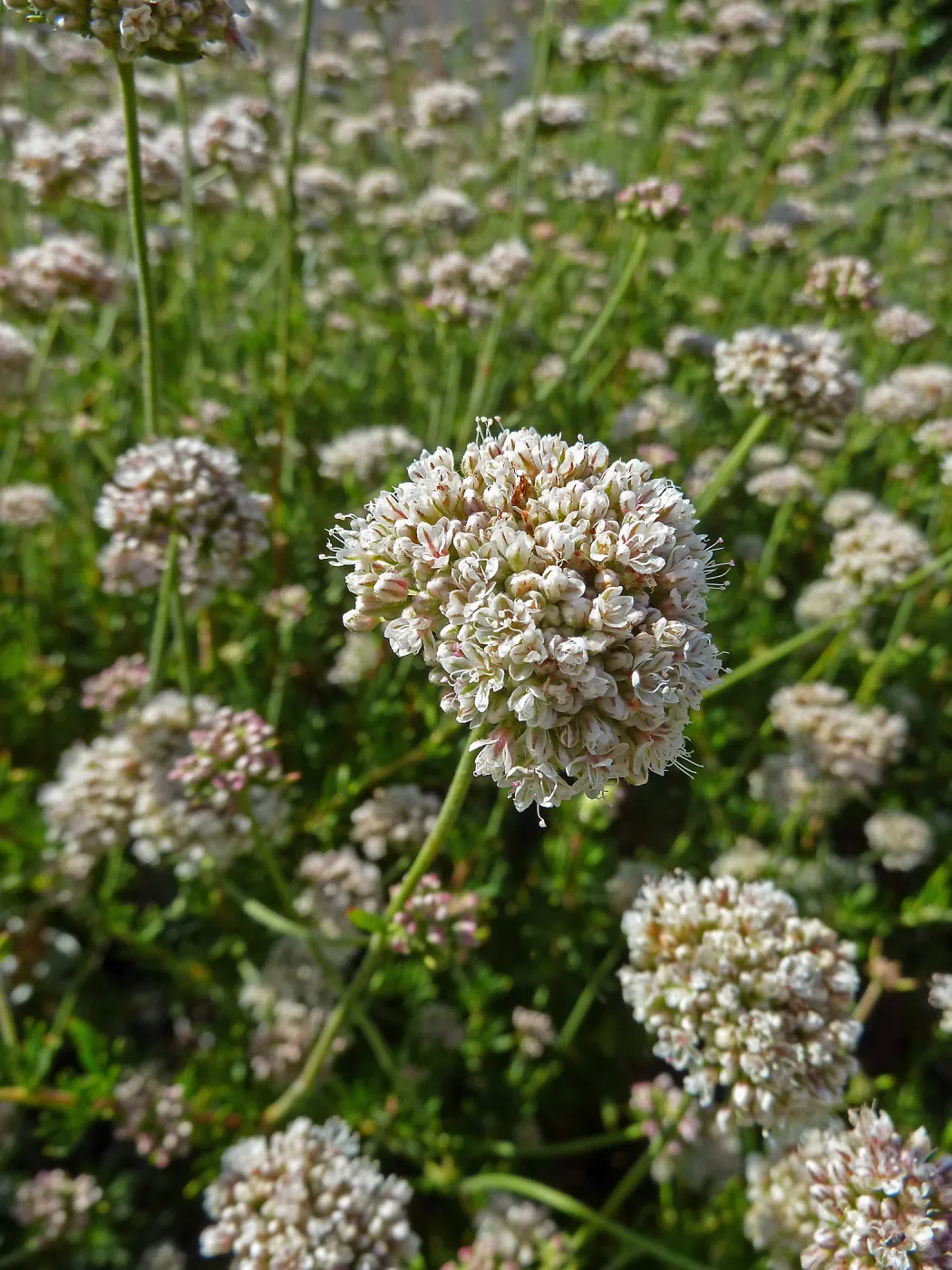California Buckwheat