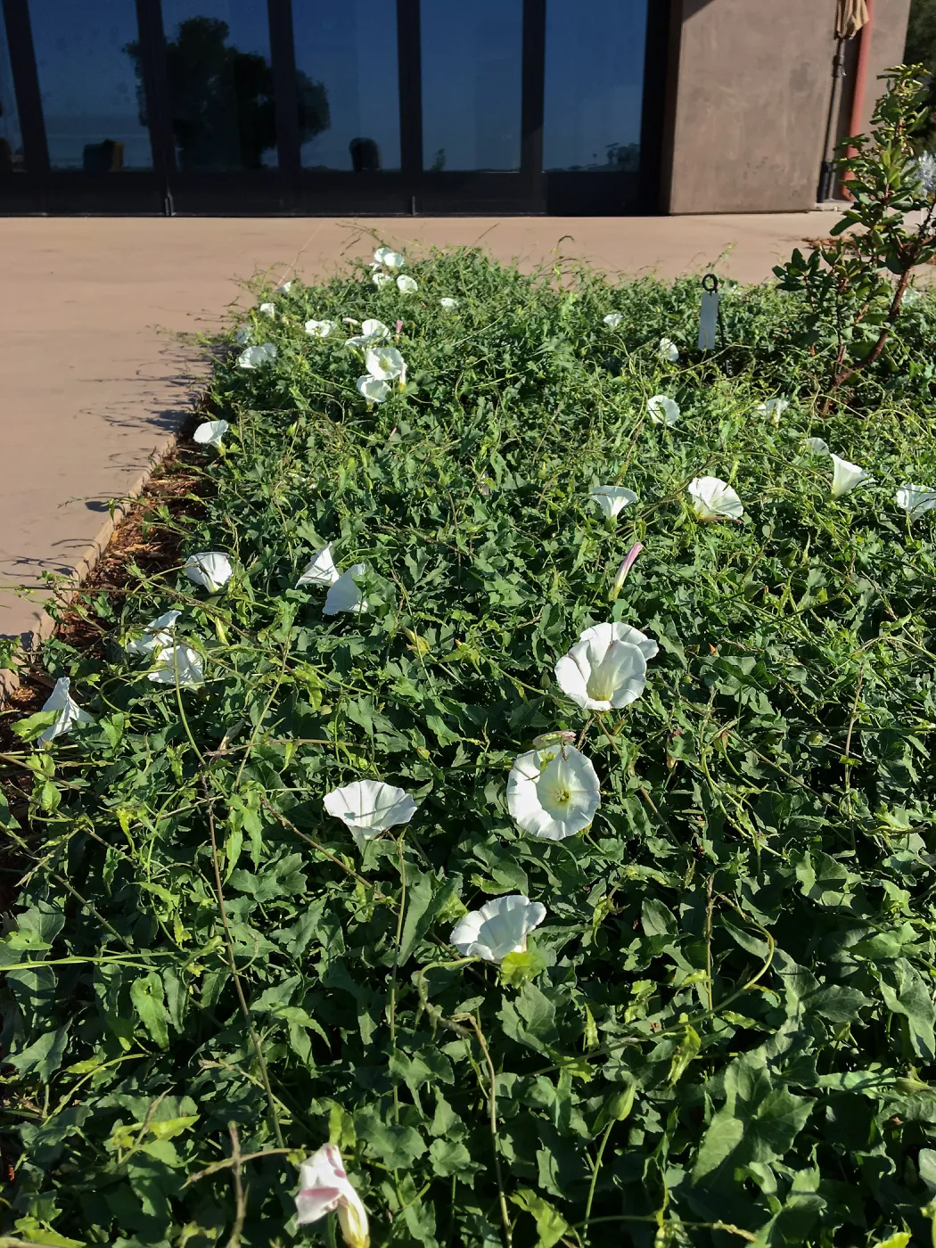 Anacapa Morning Glory
