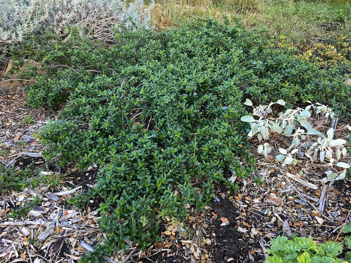 Joyce Coulter Ceanothus