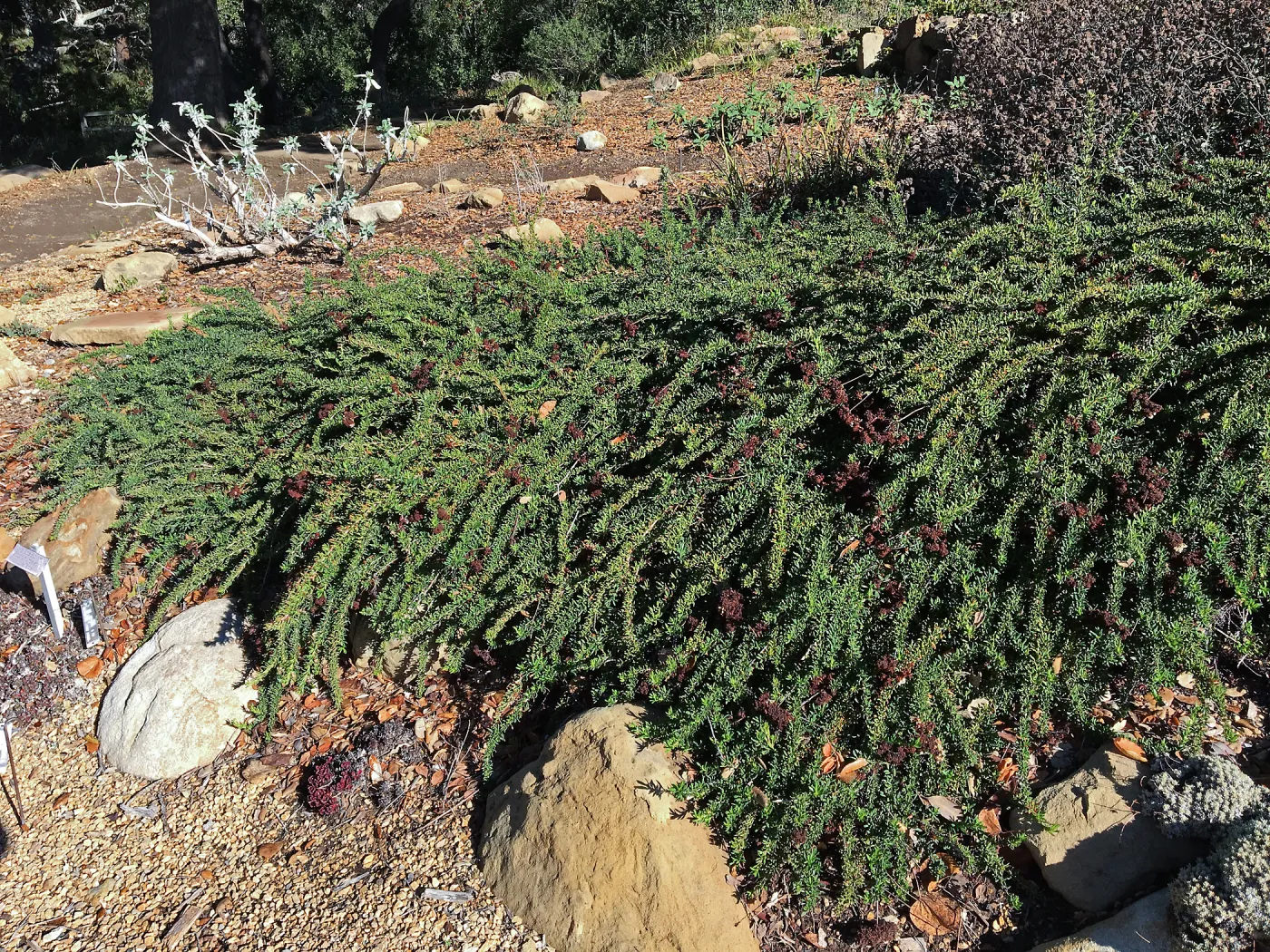  Bruce Dickinson Eriogonum (Buckwheat) in the Meadow View