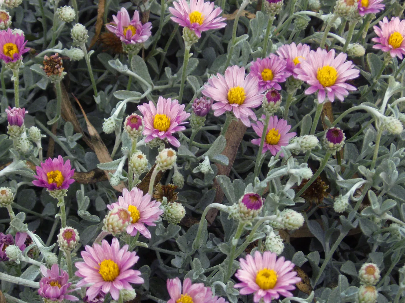 Silver Carpet Lessingia
