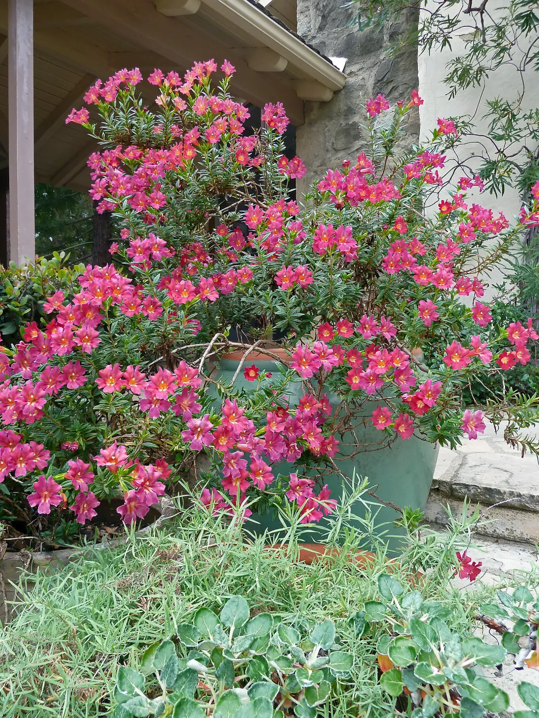Trish (Mimulus aurantiacus)