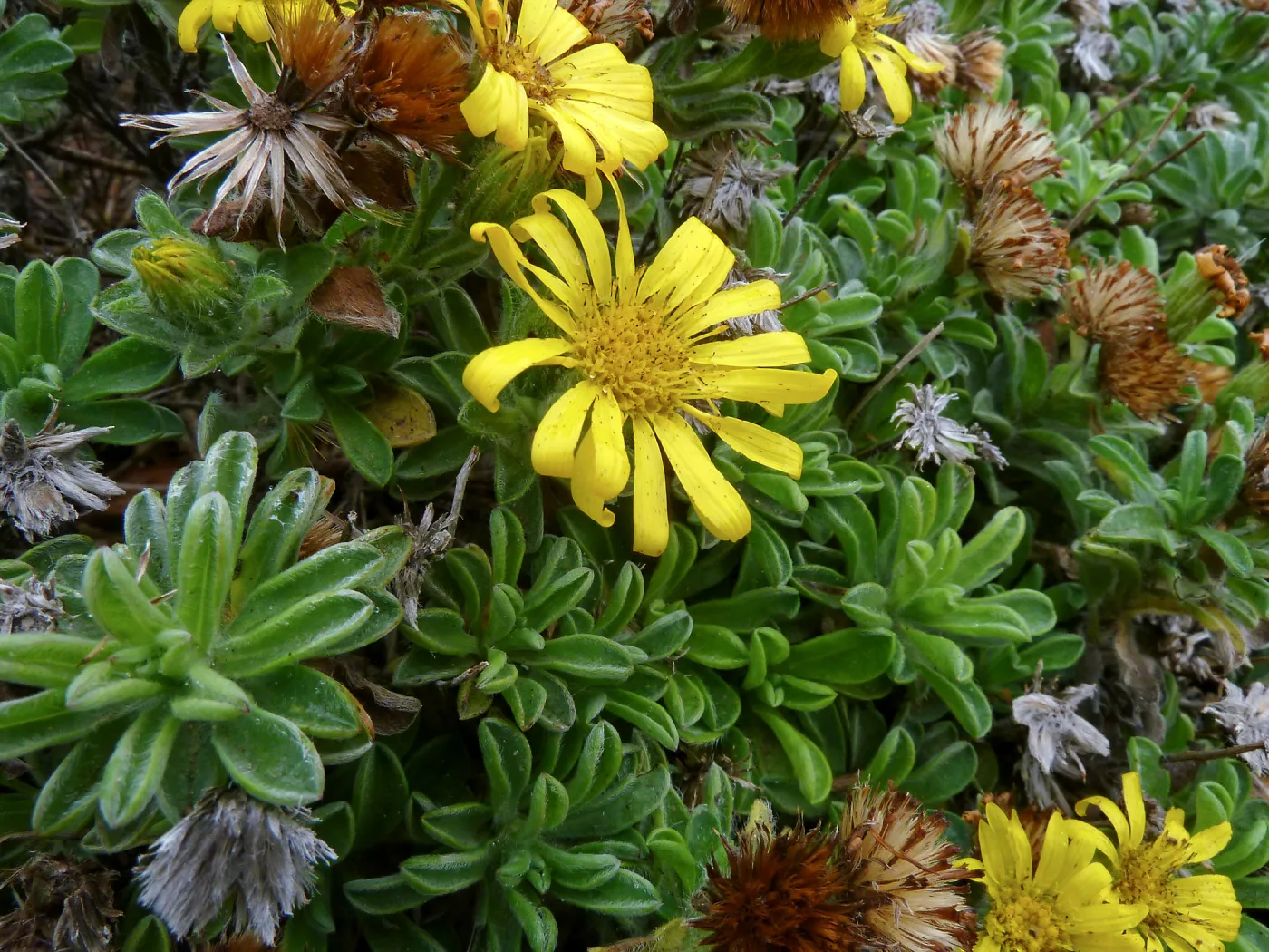Heterotheca