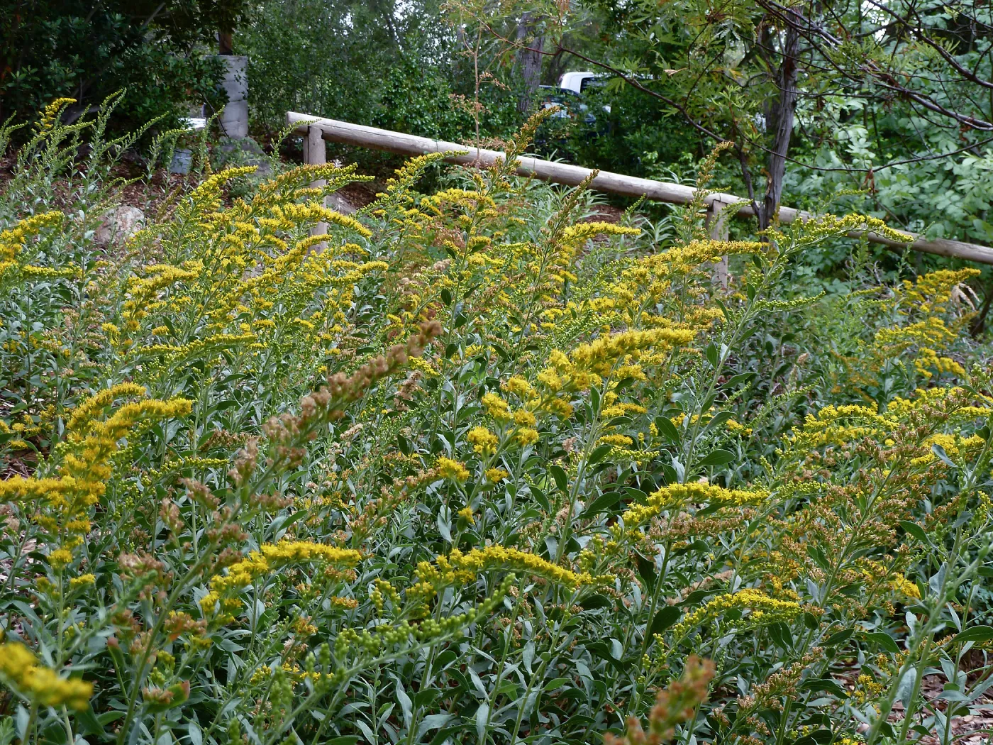 Solidago californica