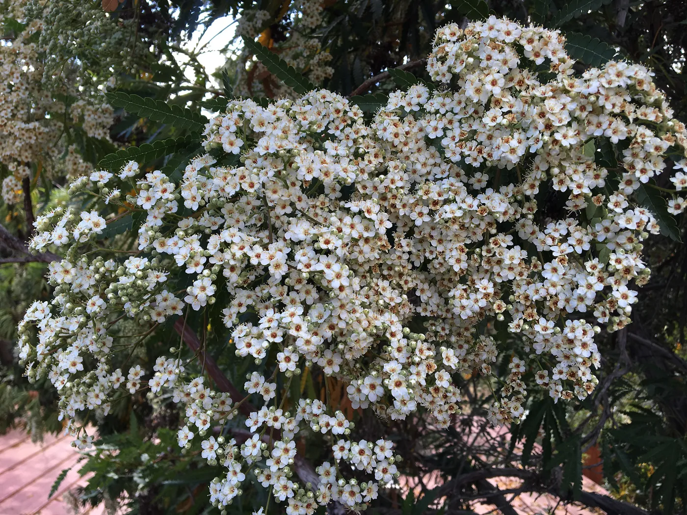 Lyonothamnus flower at Schuyler garden