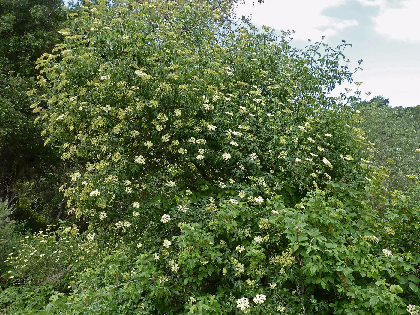 Sambucus (Elderberry)