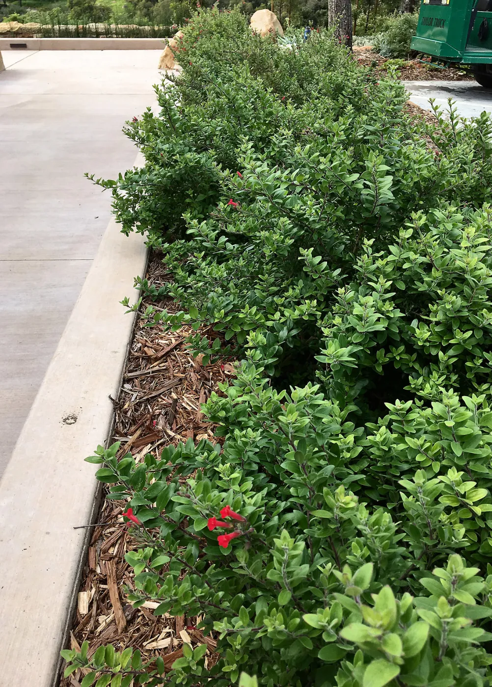 Gambelia speciosa Pritzlaff Conservation Center