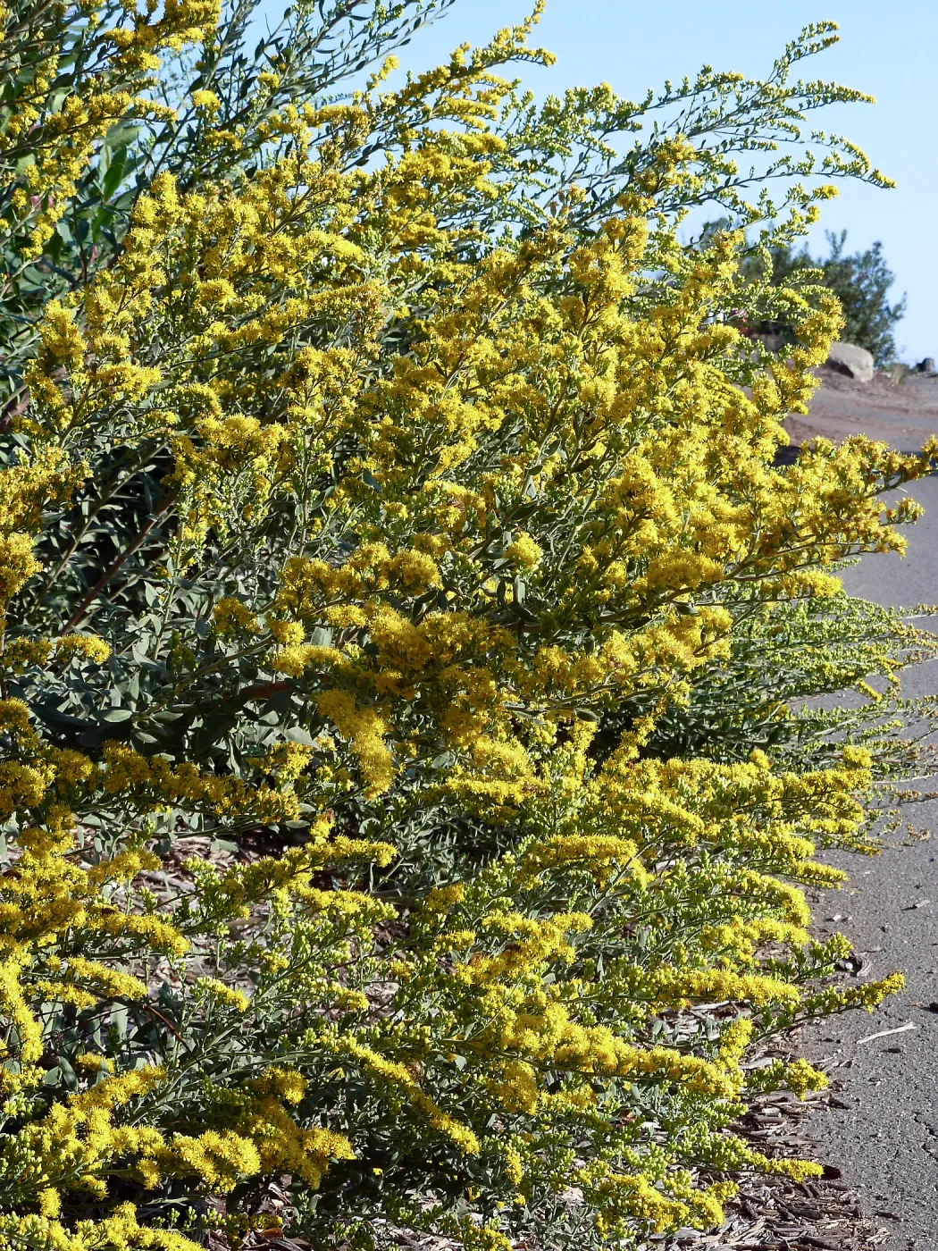 Solidago californica