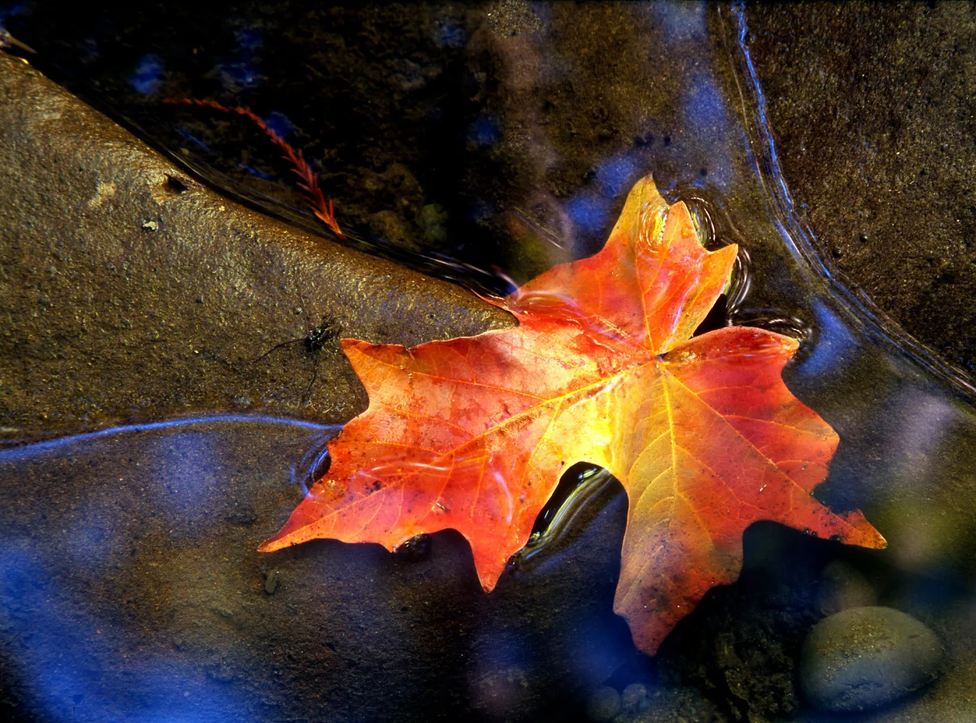 Big Leaf Maple Leaf in Humboldt Redwoods State Park, Finalist in 2011 Photo Contest in Closeup category