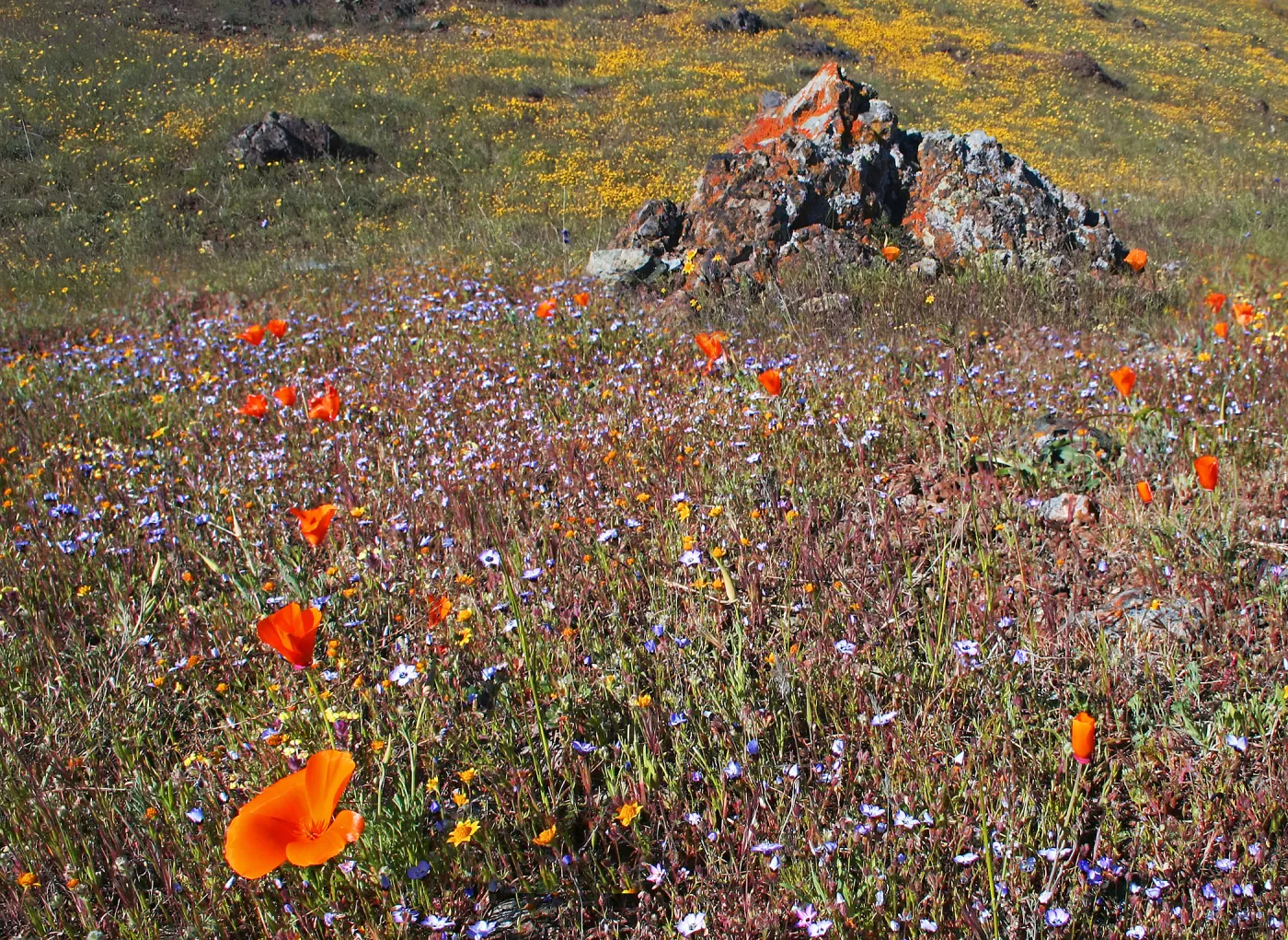 Rocky Ridge Wildflowers and Lichen ,Del Valle Park, Livermore (California poppies)