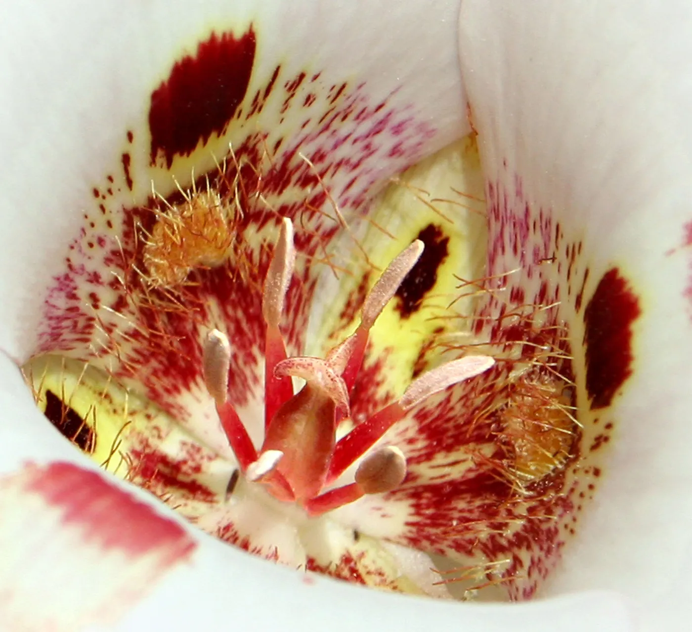 Square Mariposa Tulip Center, Del Valle Park, Livermore, Second place winner in 2011 photo contest closeup category.