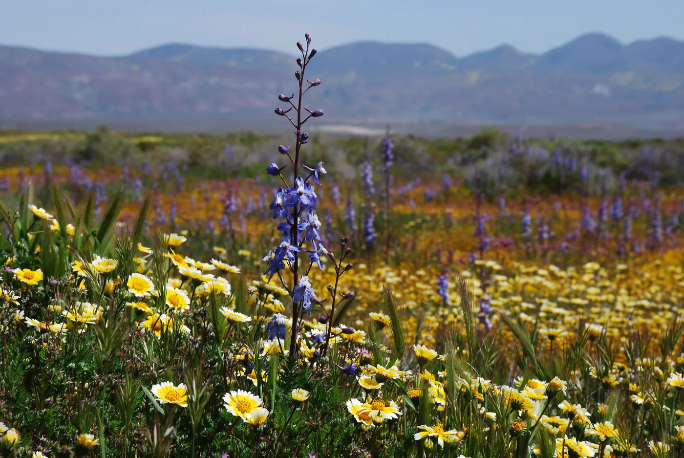 Carrizo Plain