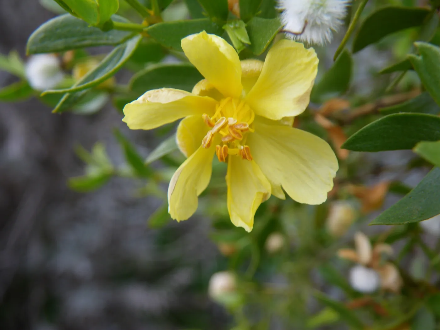 Creosote Bush