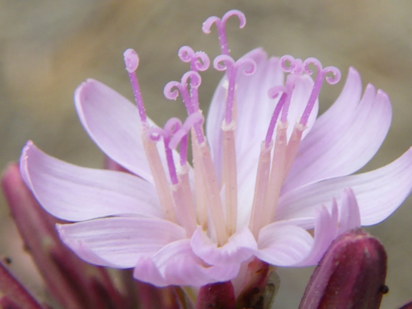 Munzothamnus blairii