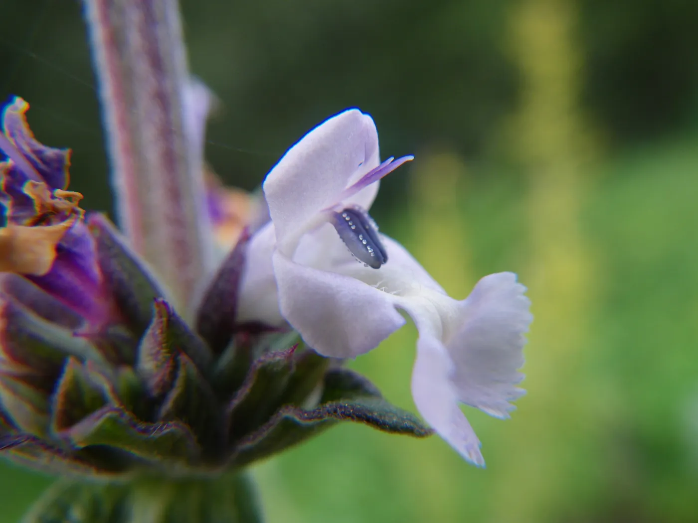 Pacific Romero (sage)