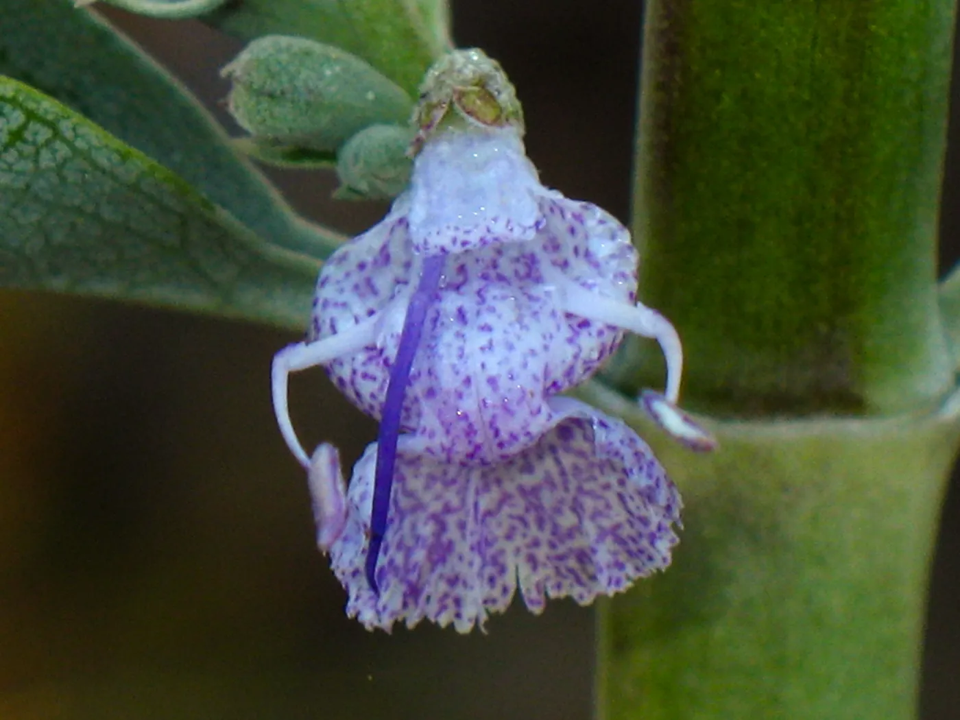 Salvia apiana Carmen's Fiesta