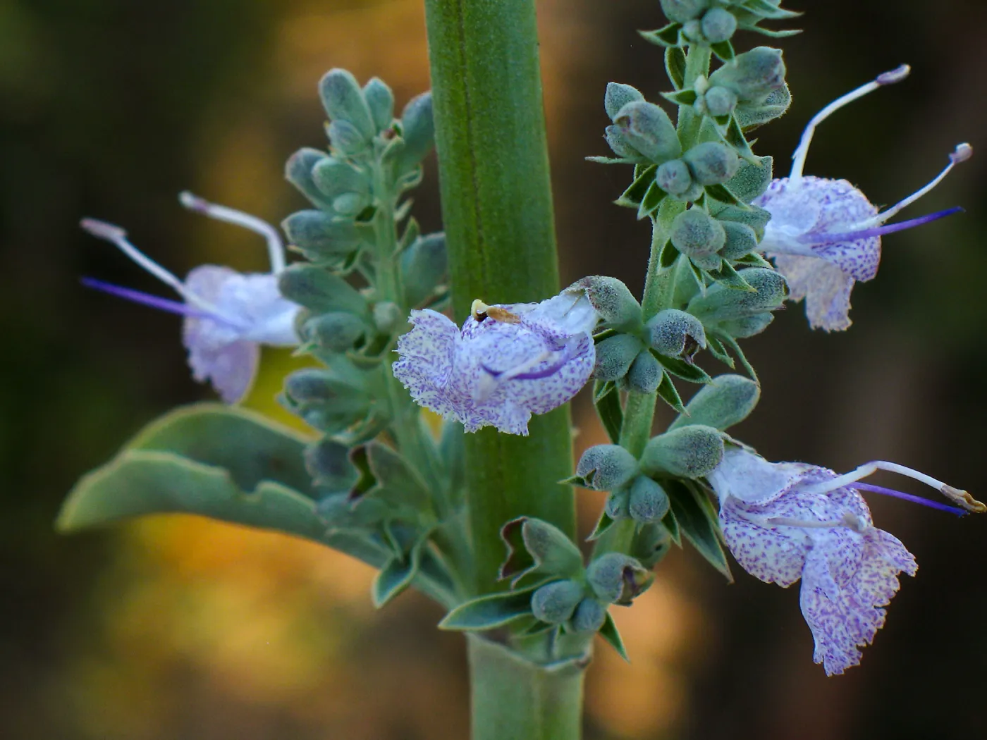Salvia apiana Carmen's Fiesta, Finalist in 2011 Photo Contest in Closeup category