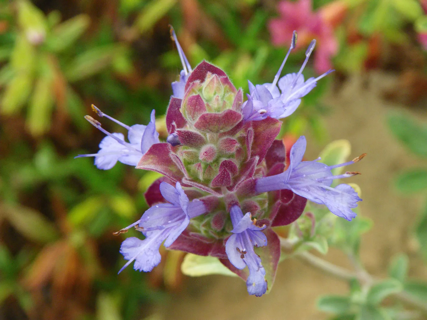 Salvia (Sage) dorrii x pachyphllya