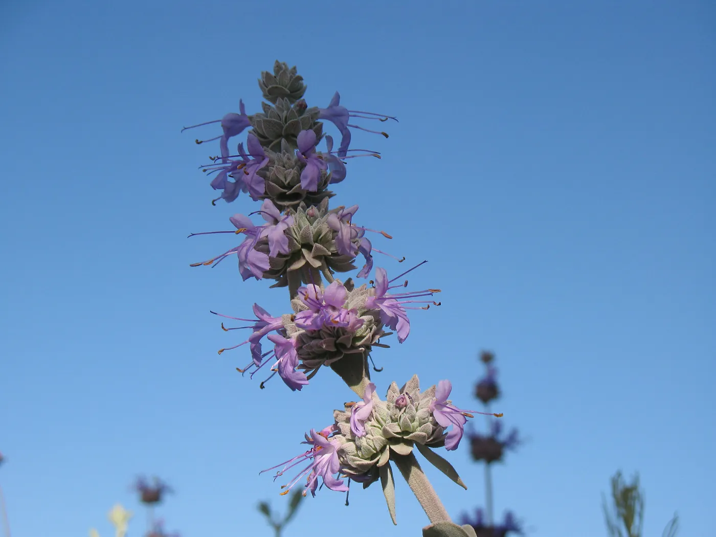 Salvia (sage) hybrid