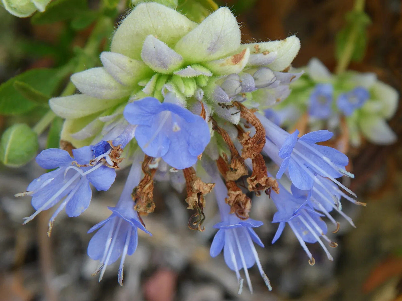 Salvia (Sage) mohavensis