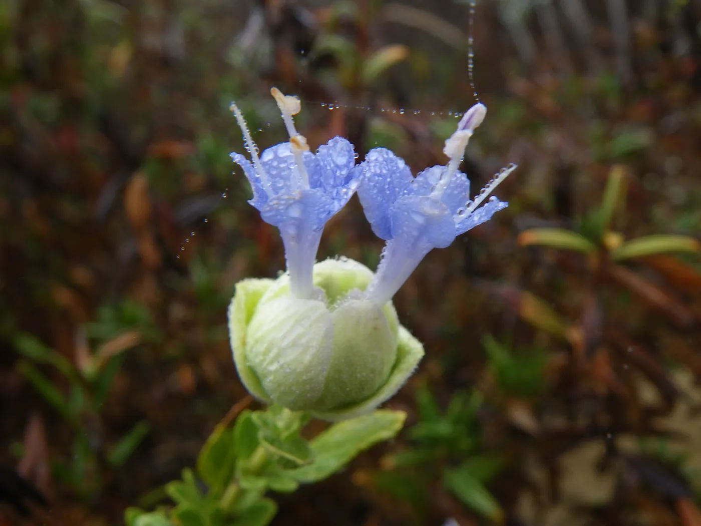 Salvia (Sage) mohavensis