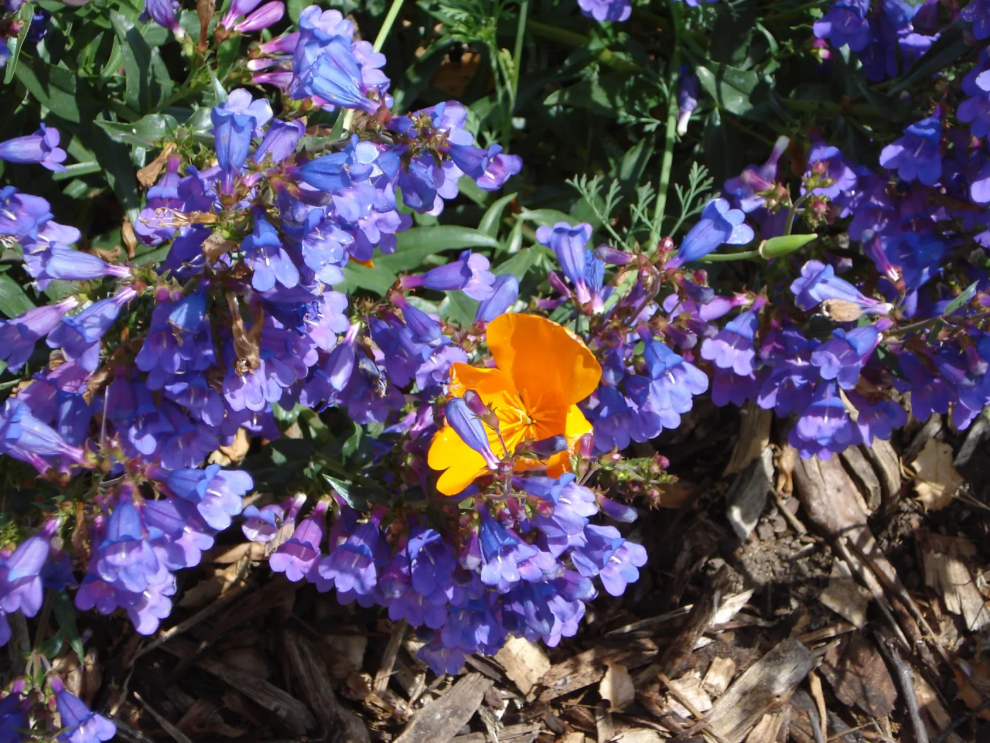 awesome blue penstemon & orange poppy