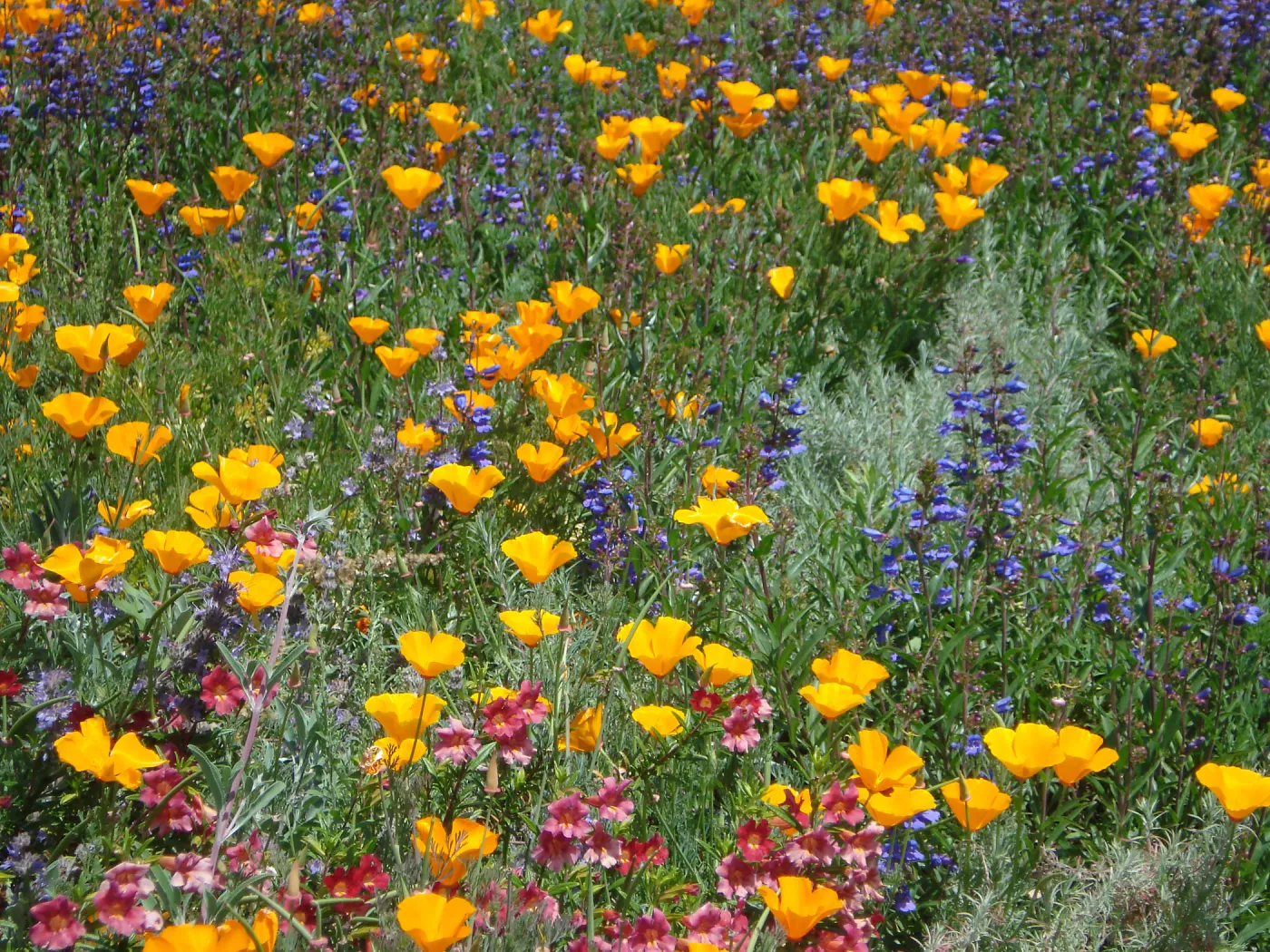 poppies, penstemon, monkey flower