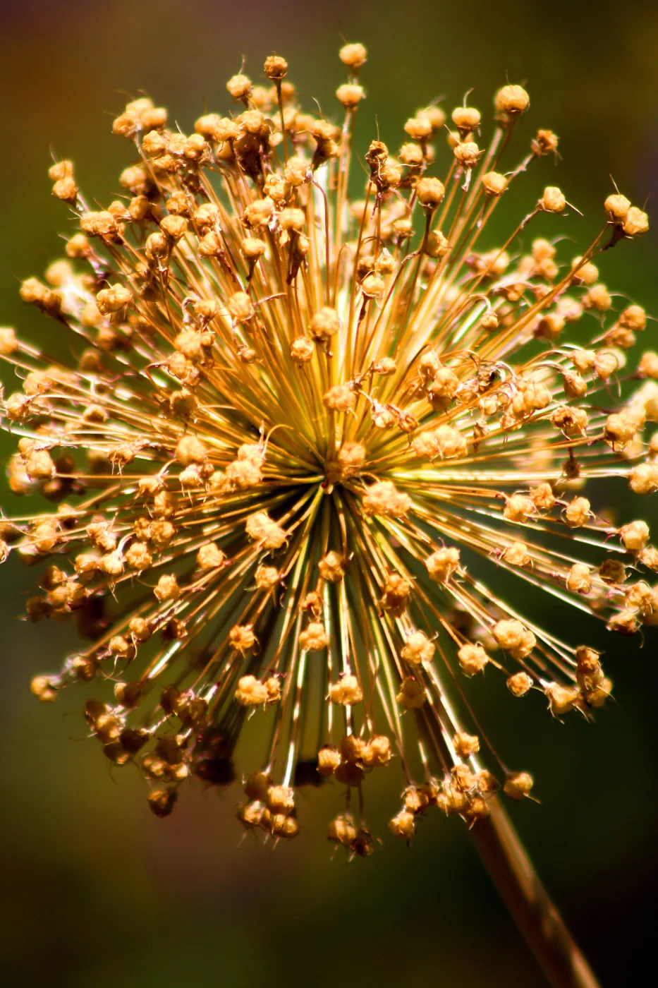 Native Garden The Getty Museum