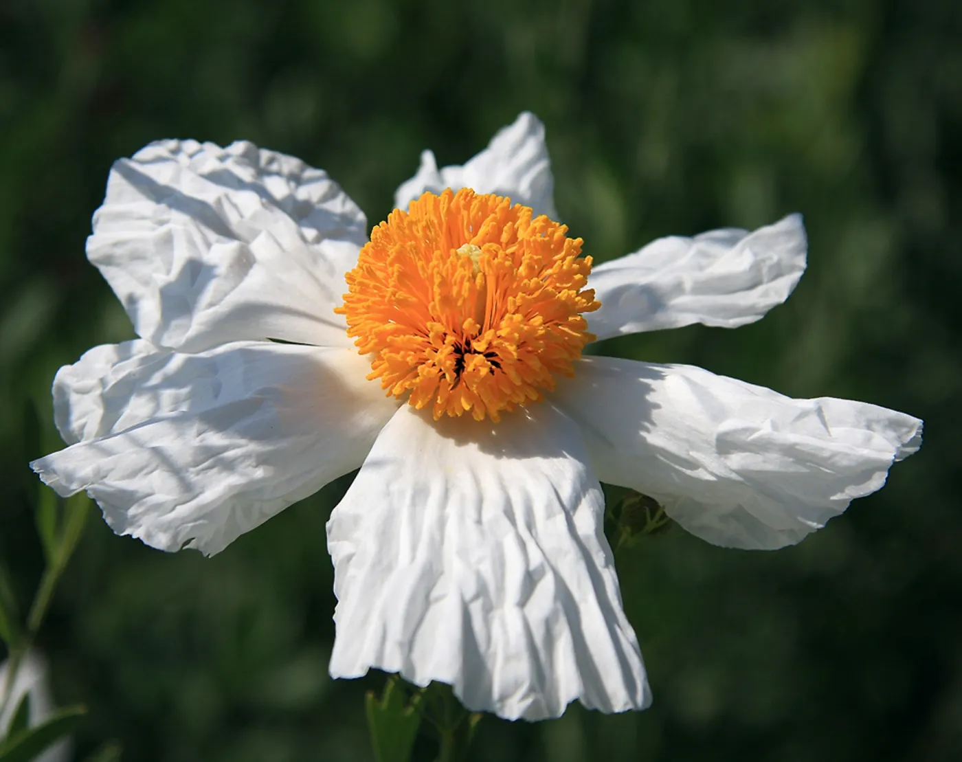 Finalist in 2011 Photo Contest in Closeup category