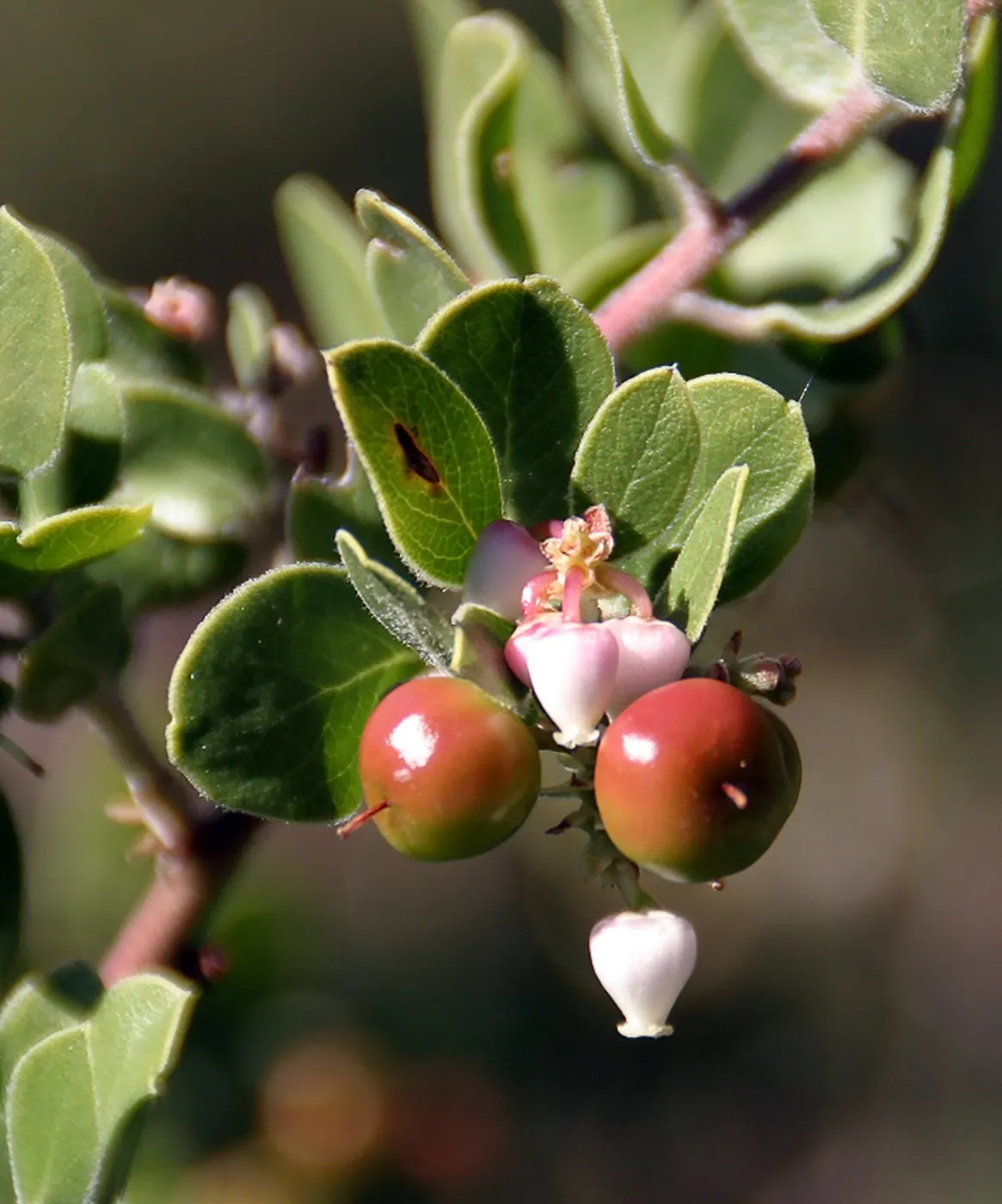 Finalist in 2011 Photo Contest in Closeup category (Manzanita)