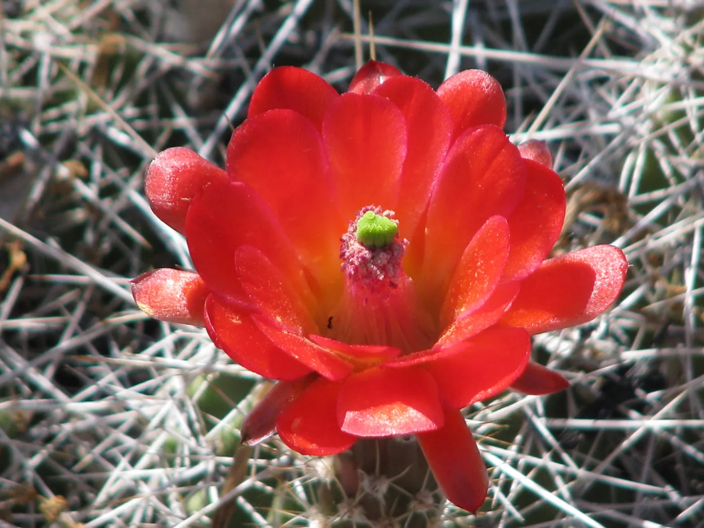 Barrel Cactus Botanic Garden, Finalist in 2011 Photo Contest in Closeup category