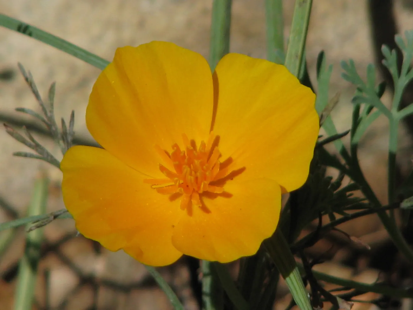 California Poppy Botanic Garden