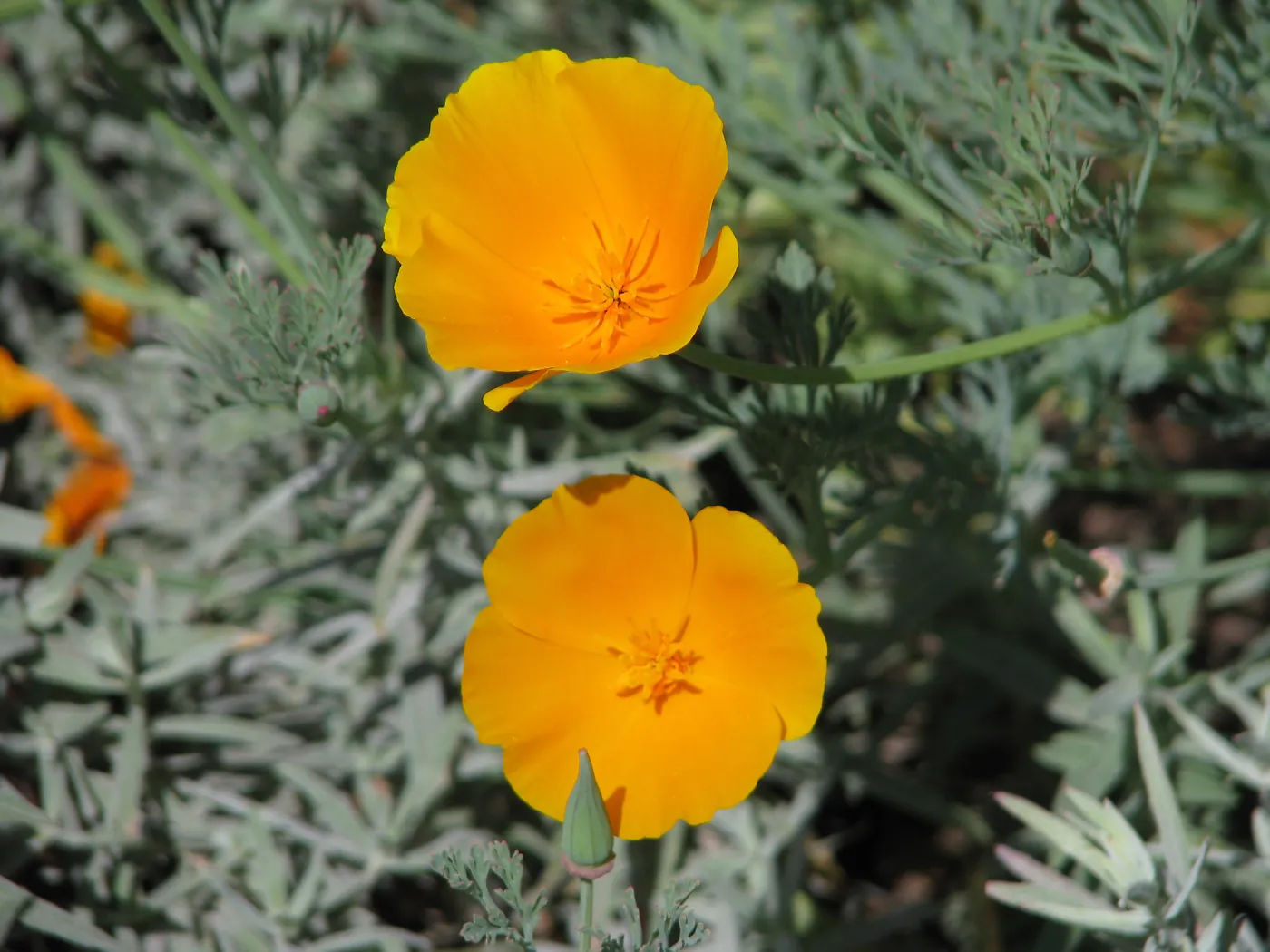 California Poppy Botanic Garden