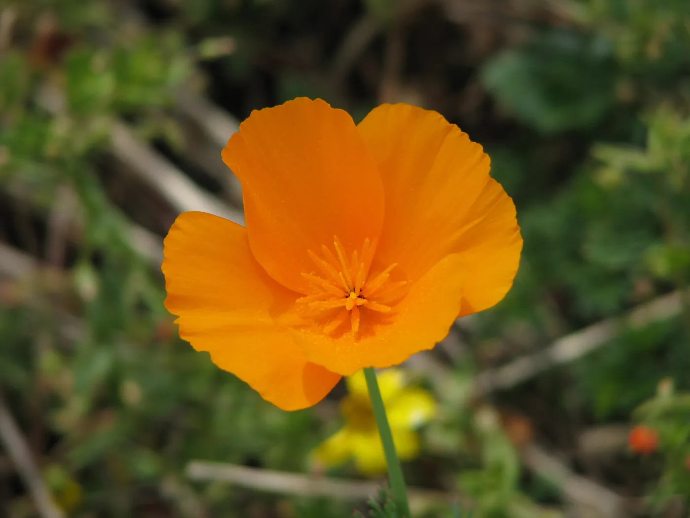 California Poppy Hearst Castle